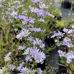 Aster azureus has purple flowers