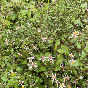 Aster Eastern Star has white flowes