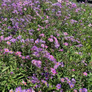 Aster novi-belgii (New York Aster)