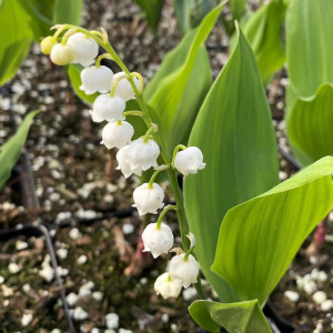 Convallaria majalis (Lily of the Valley)