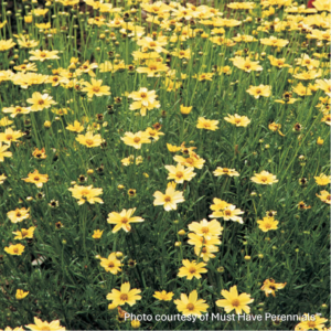 Coreopsis verticillata Crème Brulee ‘Cremebru’ (Tickseed)