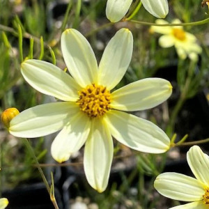 Coreopsis Moonbeam has yellow flowers