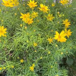 Coreopsis Zagreb has yellow flowers