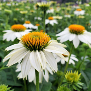 Echinacea purpurea 'PowWow White' (Coneflower)