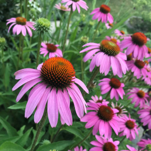 Echinacea purpurea has purple flowers