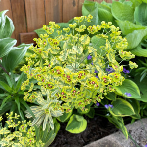 Euphorbia Ascot Rainbow has yellow,green, and pink foliage
