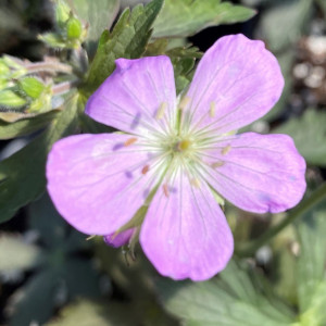 Geranium maculatum 'Espresso' (Spotted Cranesbill)