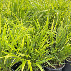 Hakonechloa macra has green leaves