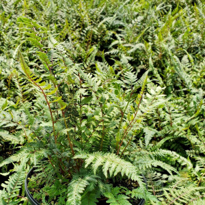 Japanese Painted Fern has silver and red leaves