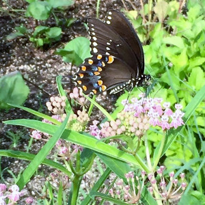 Asclepias incarnata has pink flowers