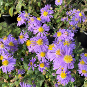 Aster Bluebird has blue flowers