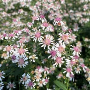 Aster lateriflorus 'Lady in Black' (Calico Aster)