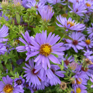 Aster October Skies has lavender flowers