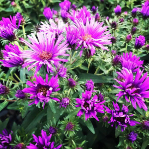 Aster Purple Dome has purple flowers