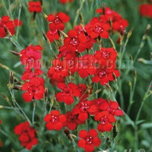 Dianthus deltoides 'Flashing Light' (Maiden Pink)