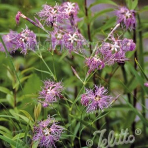 Dianthus superbus (Fringed Pink)