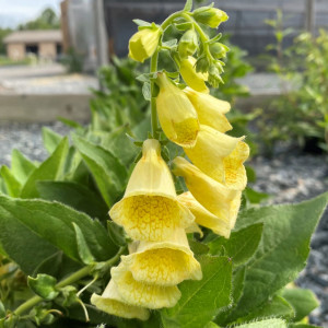 Digitalis grandiflora (Yellow Foxglove)