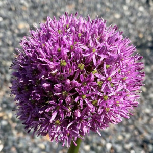 Allium Ostara has purple flowers