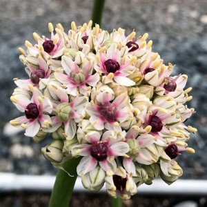 Allium Silver Spring has cream flowers