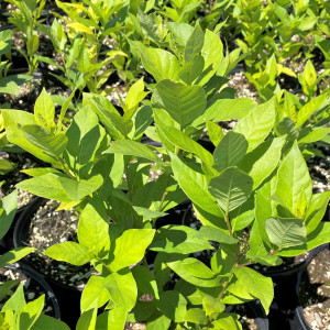 Amsonia tabernaemontana has blue flowers
