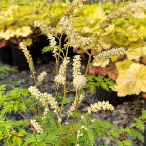 Aruncus aethusifolius has white flowers