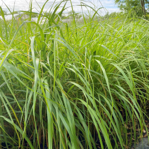 Calamagrostis brachytrica has green foliage