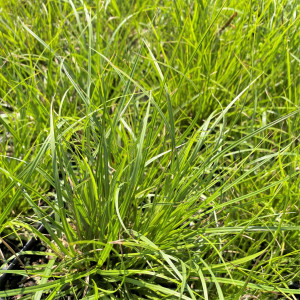 Carex pensylvanica has green leaves