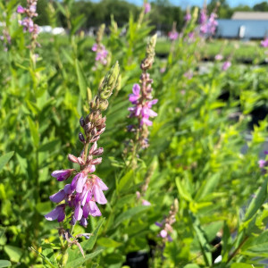 Desmodium canandense has pink flowers