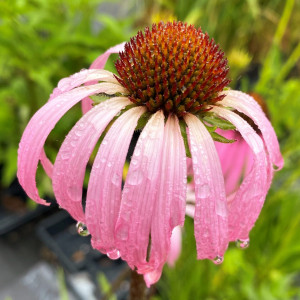 Echinacea simulata (Wavyleaf Purple Coneflower)