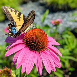 Echinacea purpurea 'Ruby Star' (Purple Coneflower)