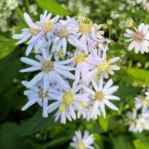 Aster macrophyllus (Bigleaf Aster)
