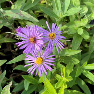 Aster novea angliae has purple, pink flowers
