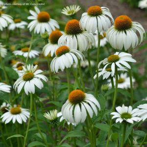 Echinacea purpurea 'Happy Star' (Coneflower)