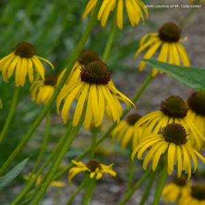 Echinacea paradoxa (Yellow Coneflower)