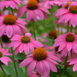 Echinacea purpurea 'PowWow Wild Berry' (Coneflower)
