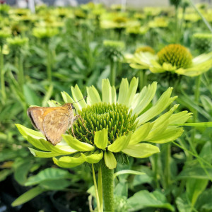 Echinacea purpurea 'Green Jewel' (Coneflower)