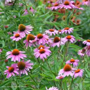 Echinacea purpurea ‘Magnus’ (Purple Coneflower)