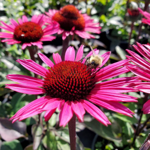 Echinacea purpurea 'Fatal Attraction' (Coneflower)