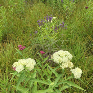 asclepias ice ballet has white flowers