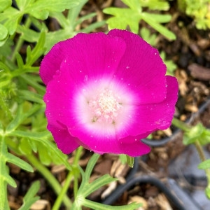 Callirhoe involucrata (Wine Cups)