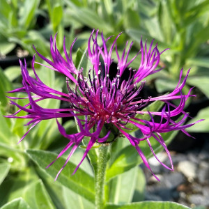 Centaurea montana ‘Amethyst Dream’ (Mountain Cornflower)