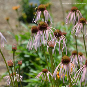 Echinacea pallida (Pale Purple Coneflower)