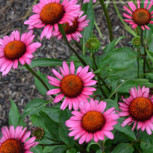 Echinacea purpurea 'Vintage Wine' (Coneflower)