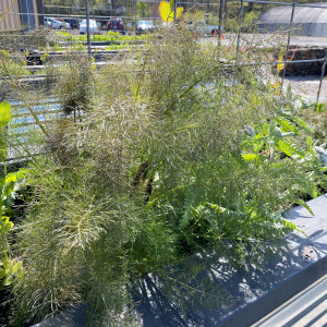 Foeniculum vulgare 'Purpureum' (Bronze Fennel)