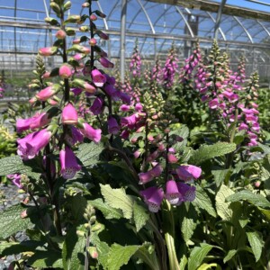 Digitalis x 'Pink Panther' (Foxglove)