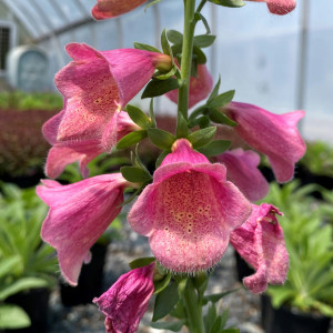 Digitalis x Arctic Fox Rose 'Balroxose' (Foxglove)