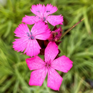 Dianthus carthusianorum (Carthusian Pink)