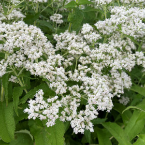 Eupatorium perfoliatum (American Boneset)