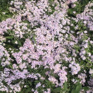 Aster Avondale