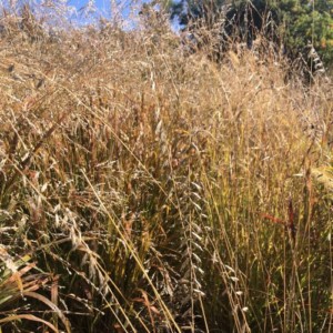 Bouteloua curtipendula